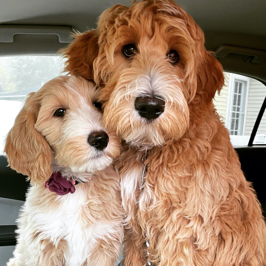 What Does It Mean Guardianship Home For A Dog