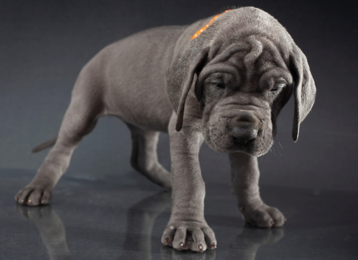How to Stop Great Dane Puppy Biting Hello Danes