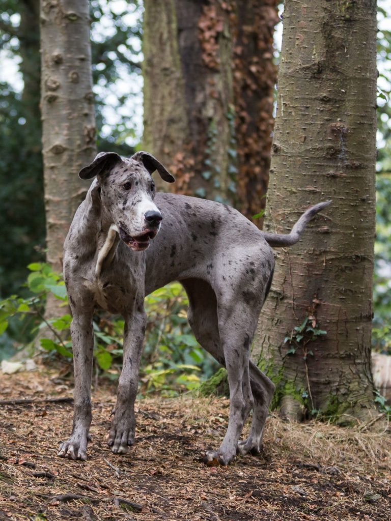How to Stop Great Dane Puppy Biting Hello Danes