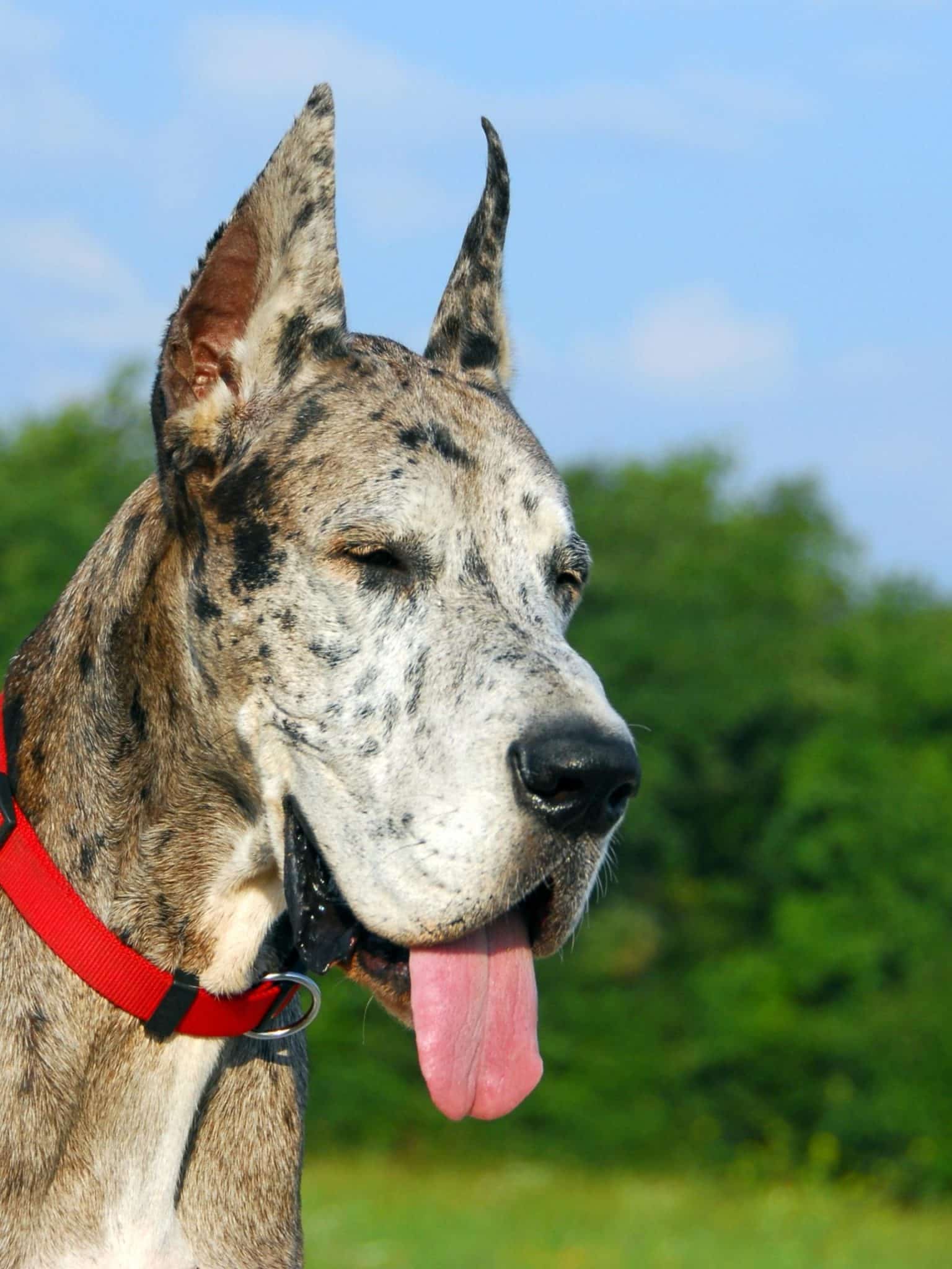 Great Dane with Cropped Ears Hello Danes