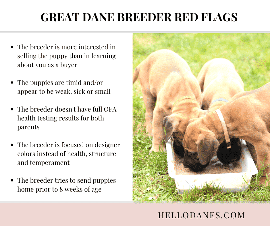 Bad Breeder Red Flags Questions to Ask Dog Breeder BEFORE You Bring
