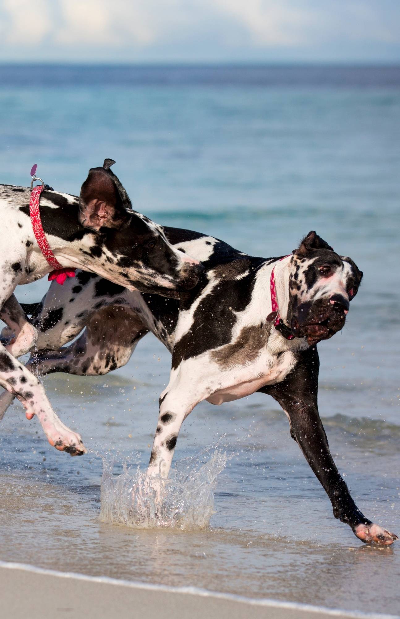 Are Great Dane Puppies Aggressive