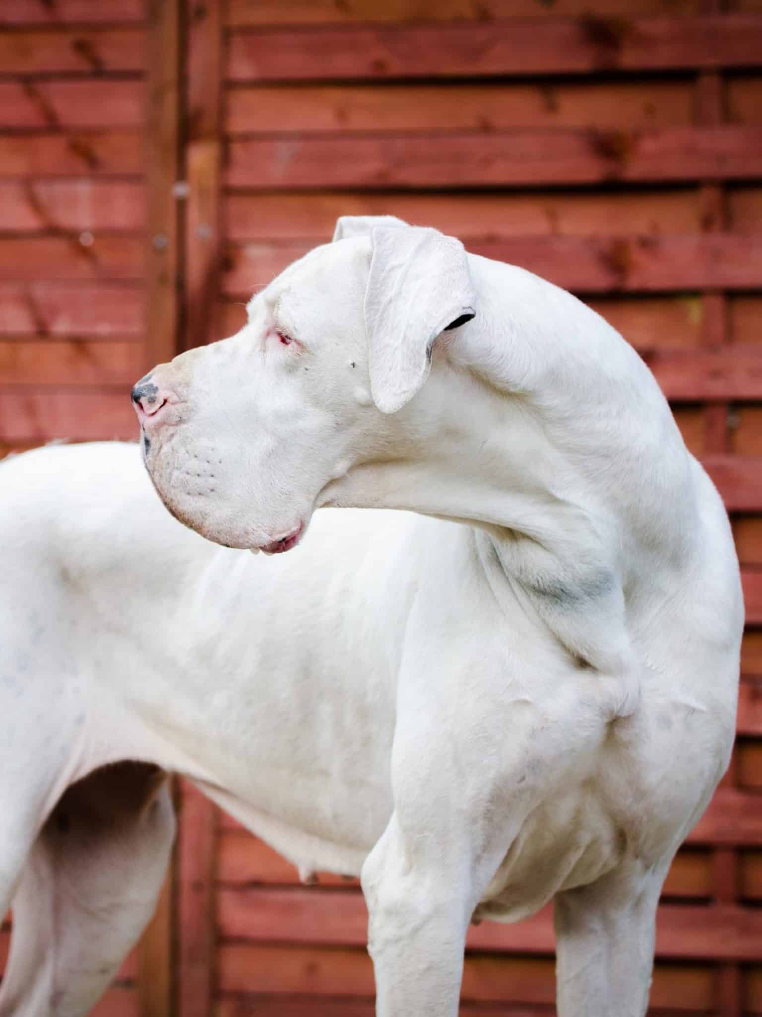 Double Merle Great Danes 5 Facts About White Great Danes Hello Danes