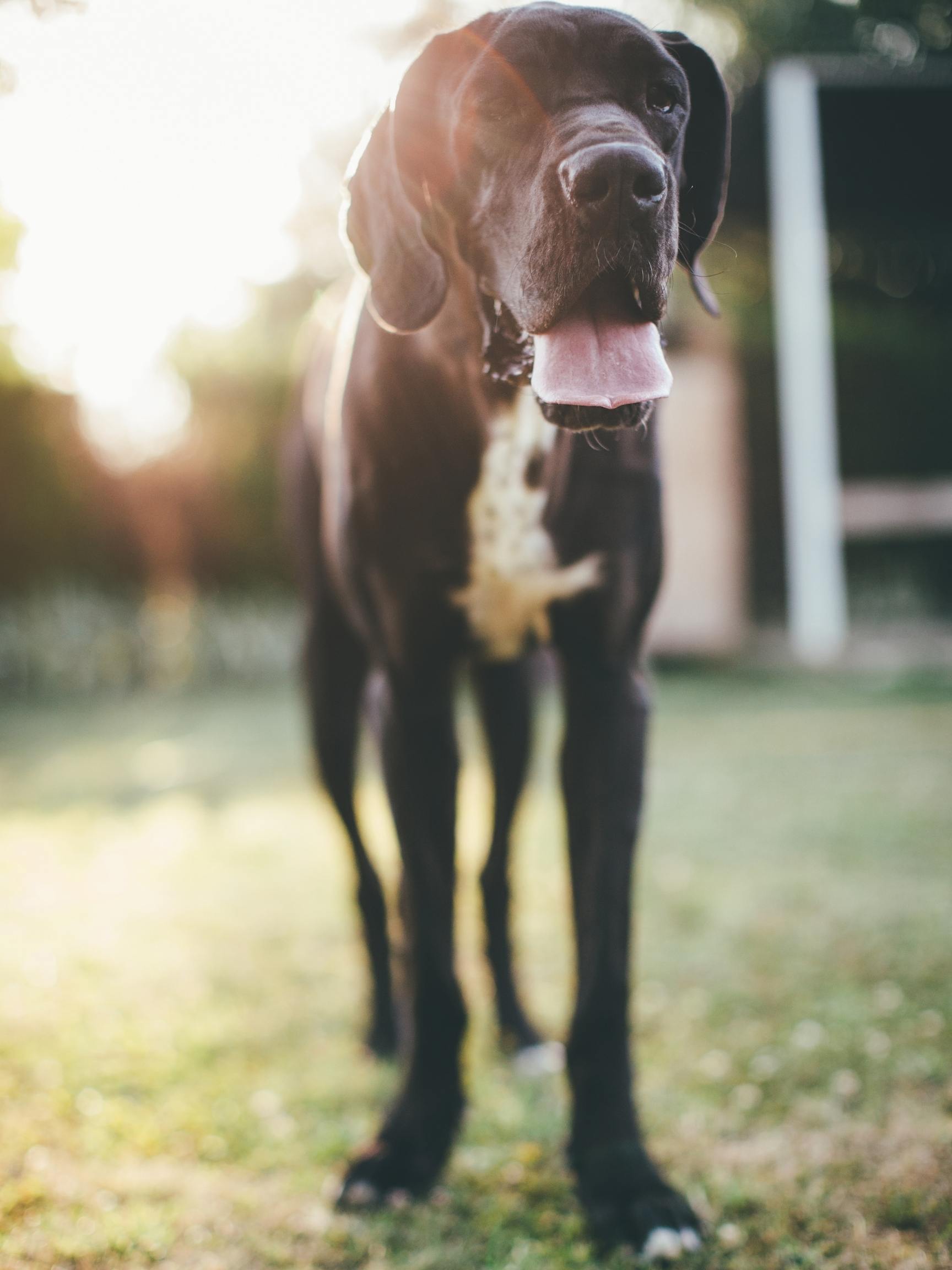 Are Great Danes Aggressive? Hello Danes