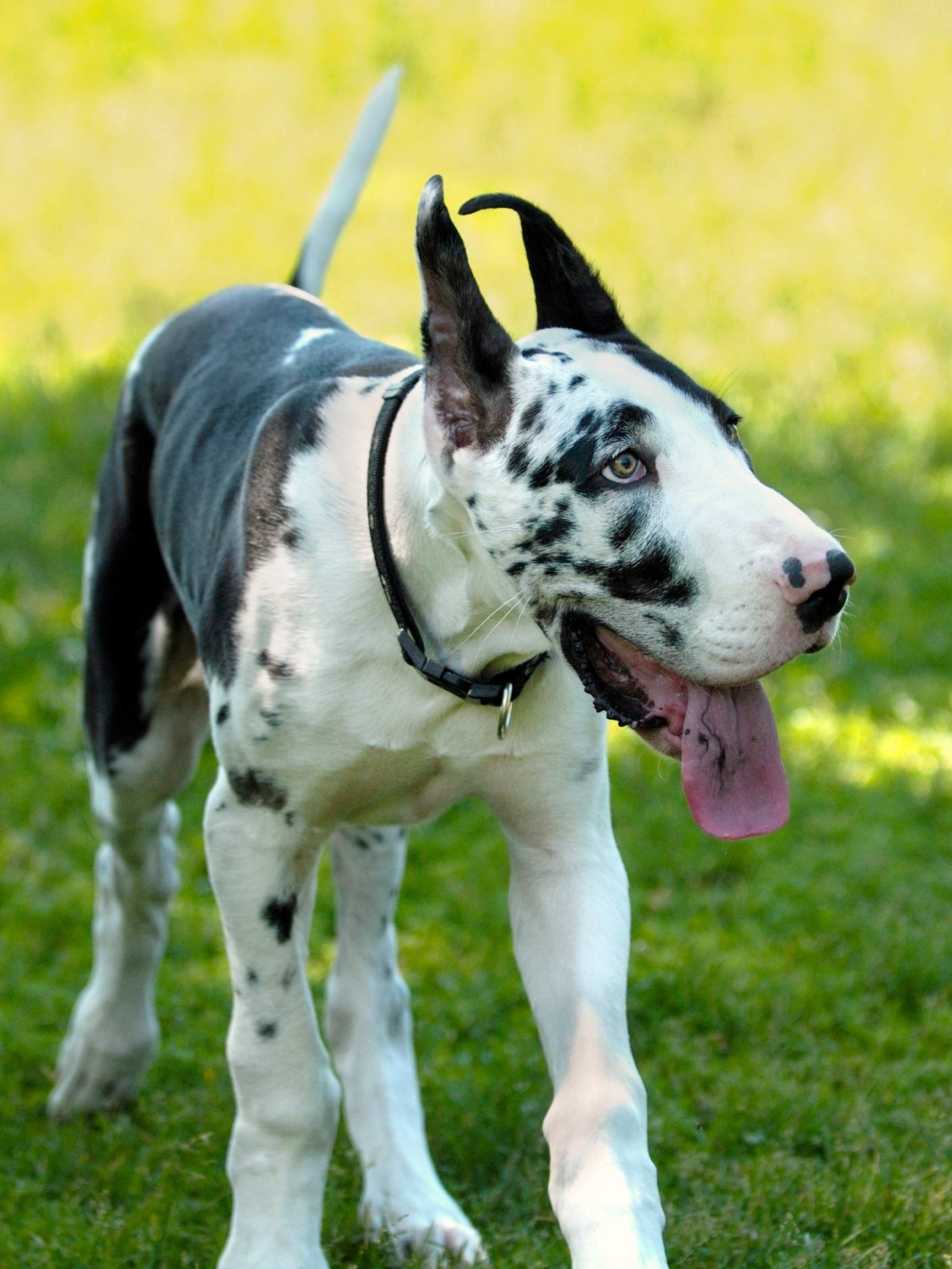 Great Dane with Cropped Ears Hello Danes