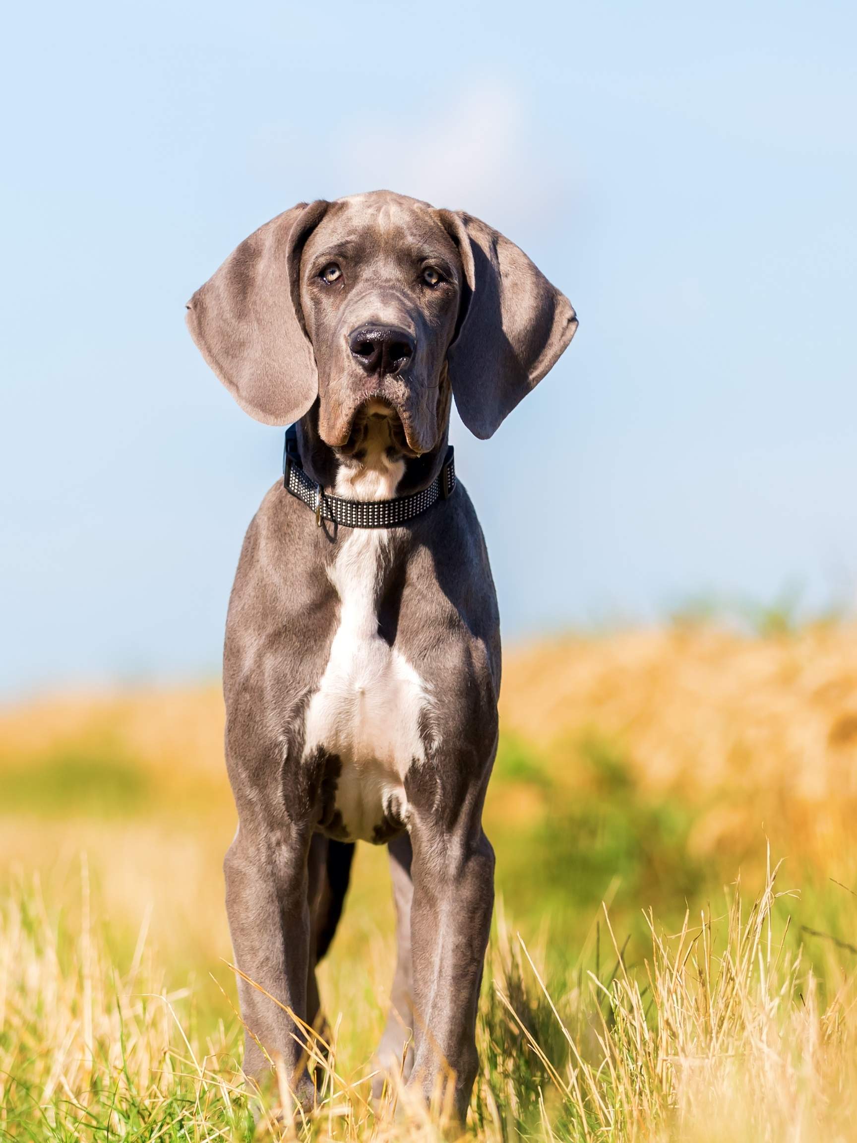 Are Great Danes Aggressive? Hello Danes