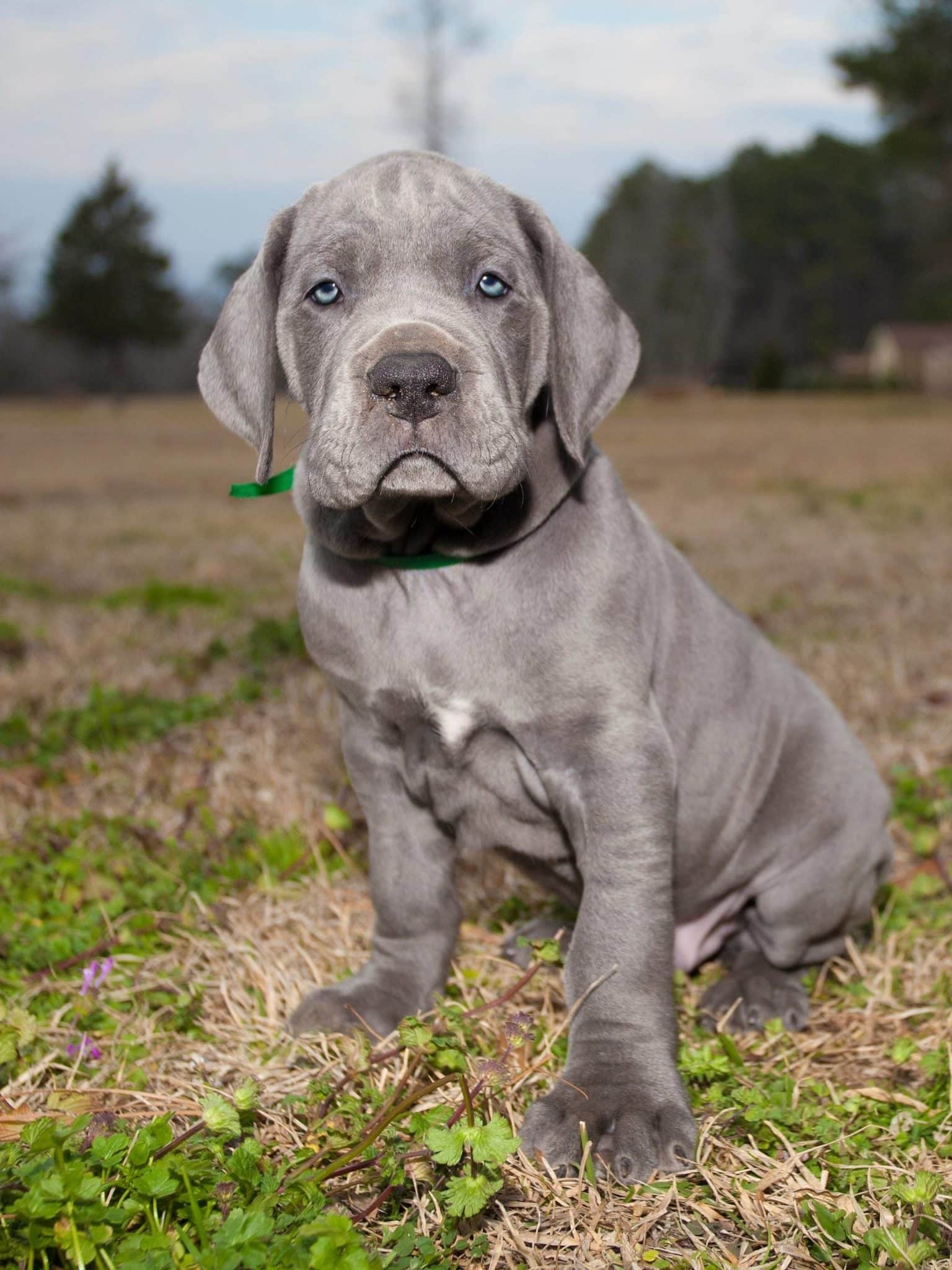 Why Great Dane Puppies Should Stay with the Litter Until 8 Weeks