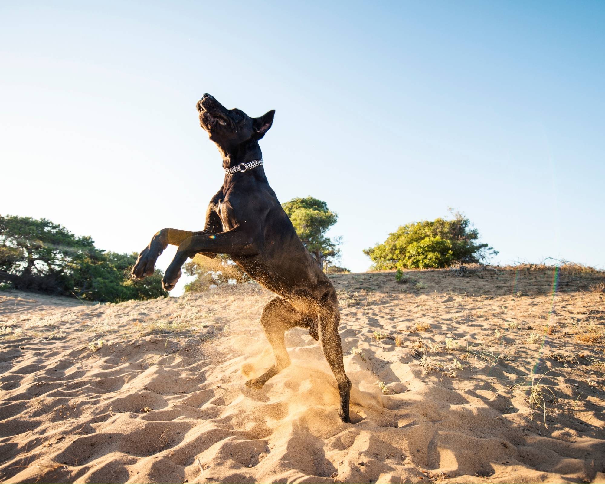 How Do You Potty Train A Great Dane Puppy
