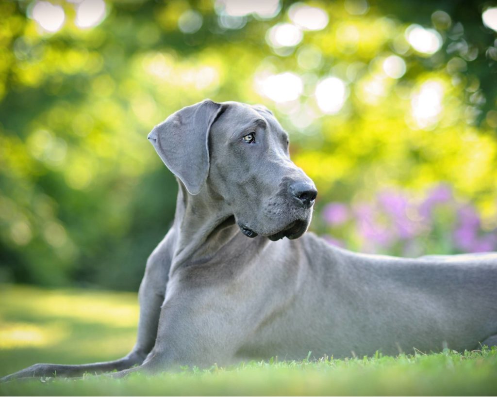 Life's Abundance Dog Food Review for Great Danes Hello Danes