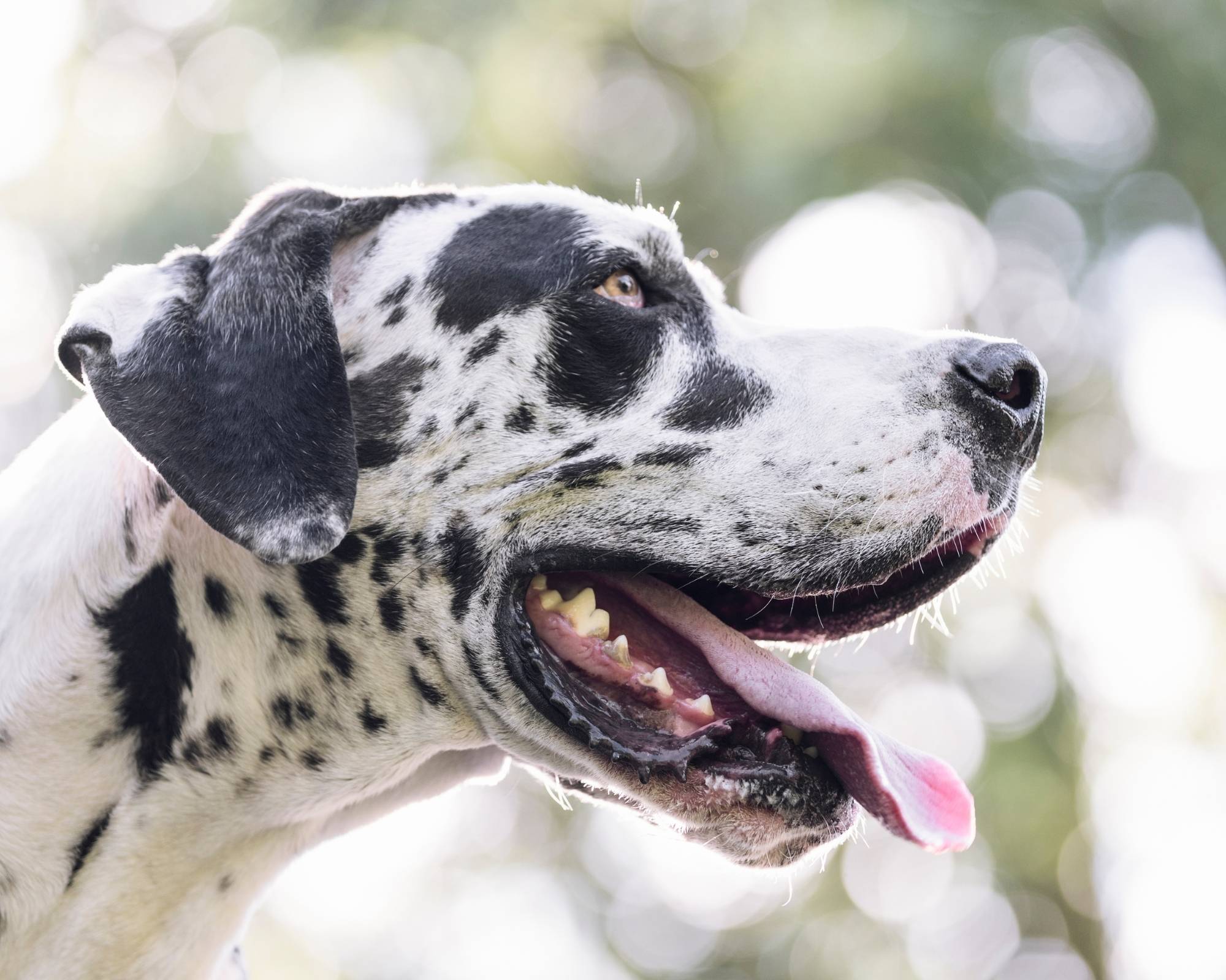 5 Tips for Leash Training Great Danes Hello Danes