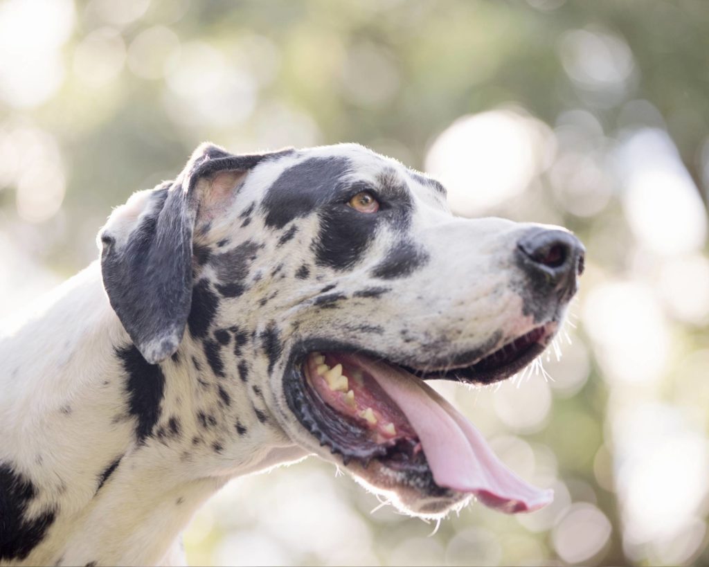SUPPLEMENTS FOR GREAT DANES Hello Danes
