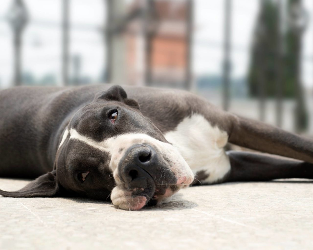 Ingredient Splitting in Dog Food 5 Things you Must Know Hello Danes