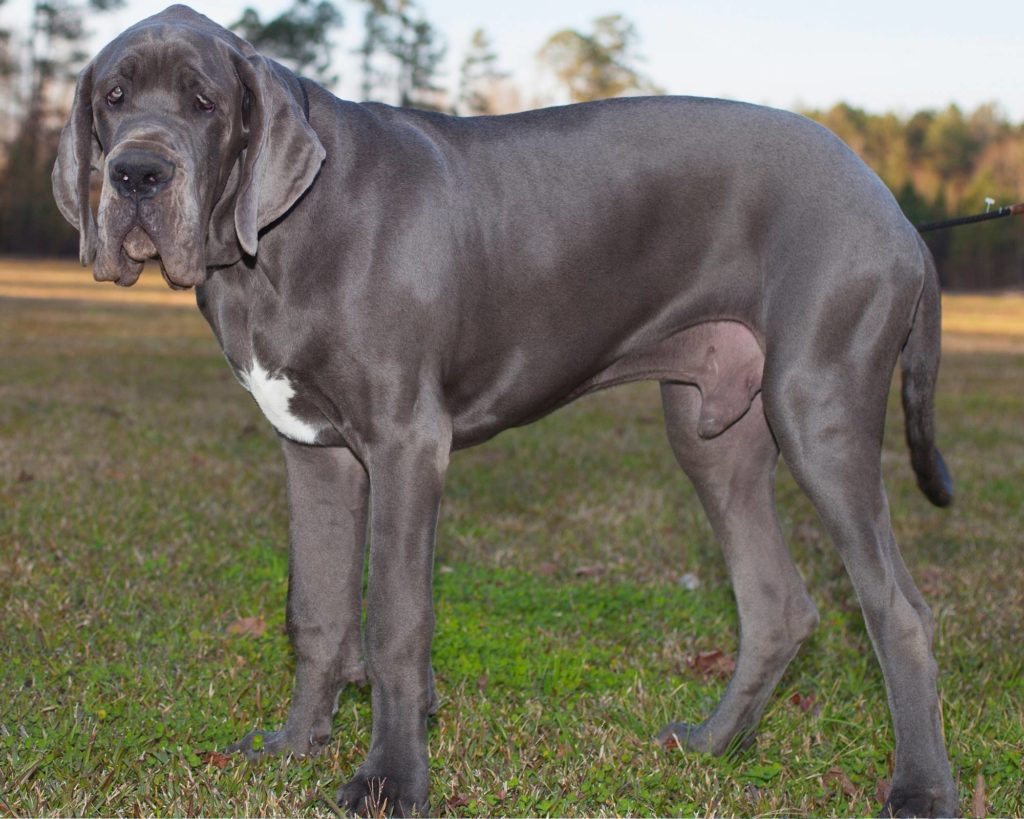 How Long Do Great Danes Live? Hello Danes