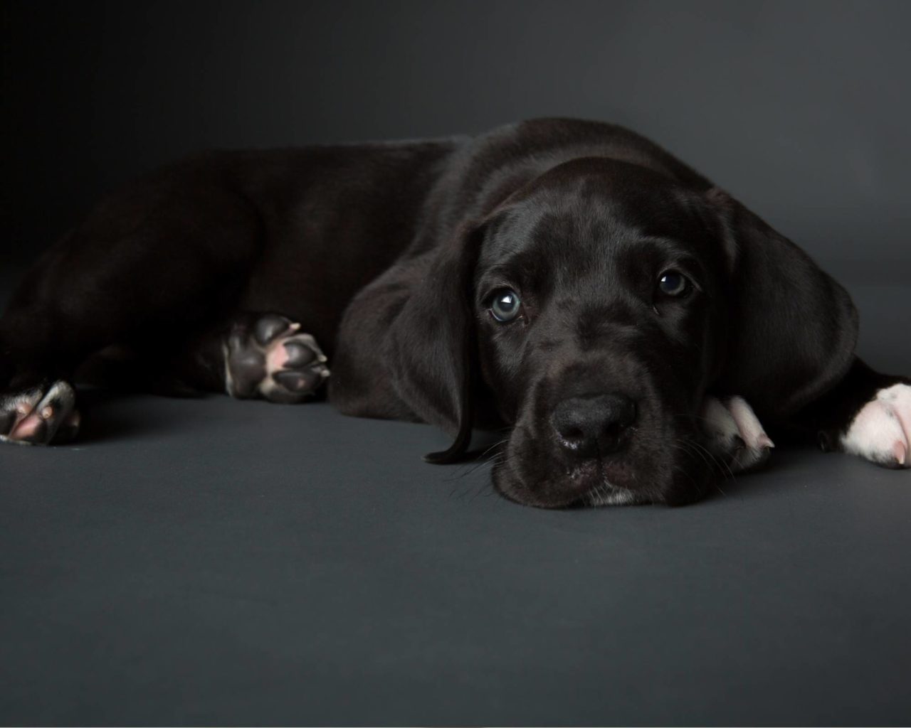 10 Great Dane Behavior Problems (and How to Fix Them) Hello Danes