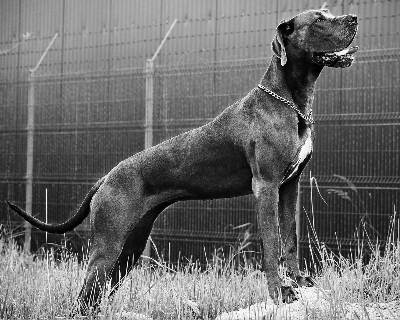 Why Does My Great Dane Look So Skinny? Hello Danes