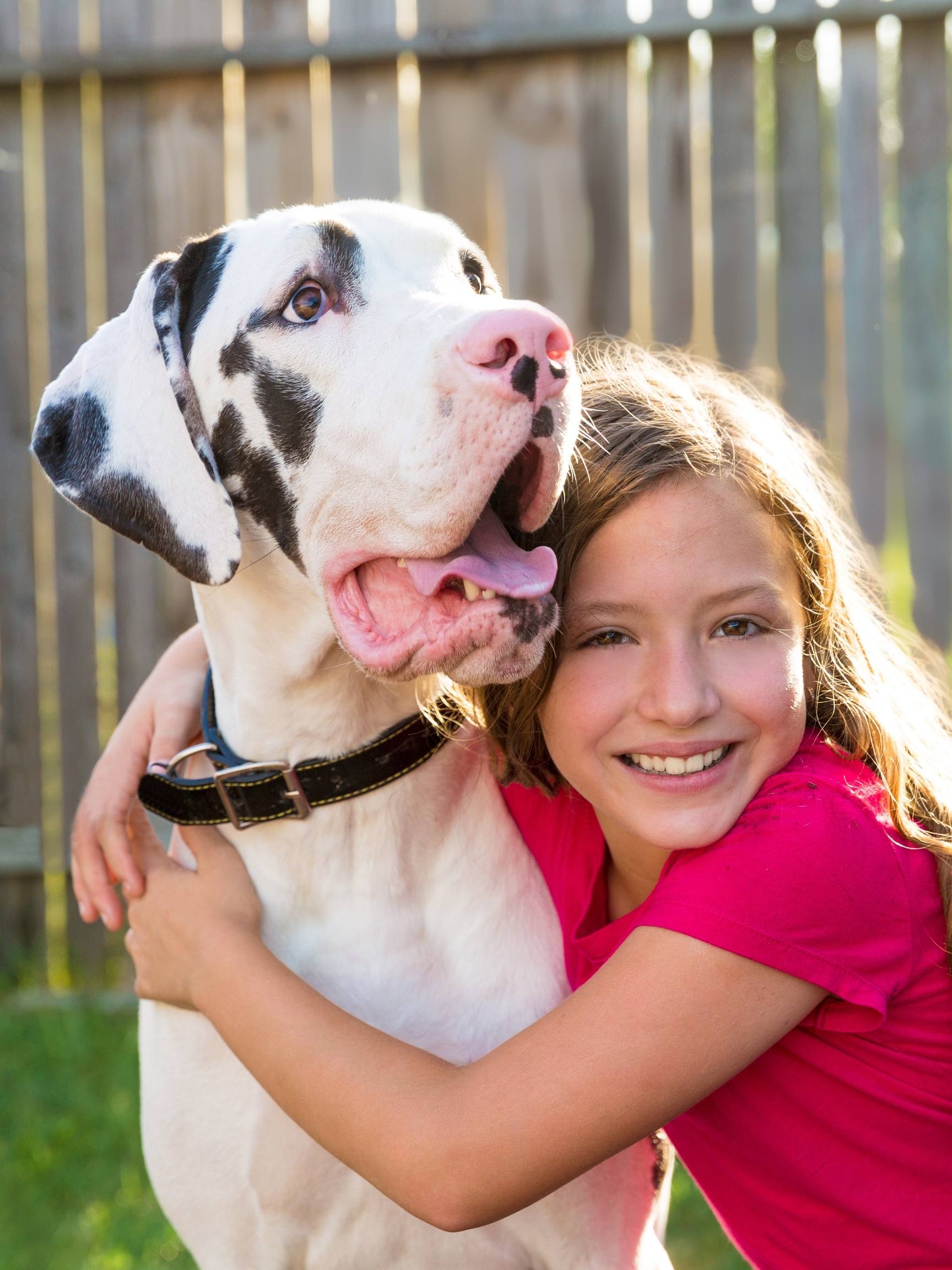 Are Great Danes Good Family Dogs