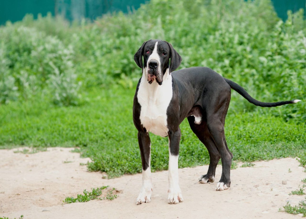 5 Best Toys for Great Danes Chew Proof and More Hello Danes