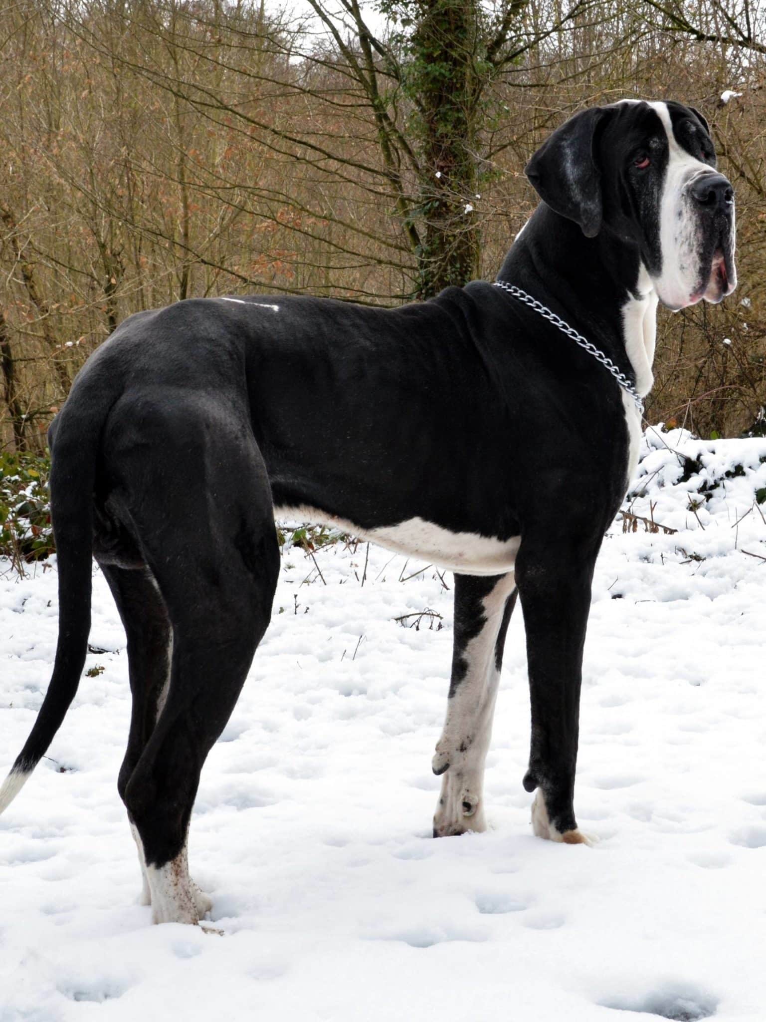 Are Great Danes Good House Dogs