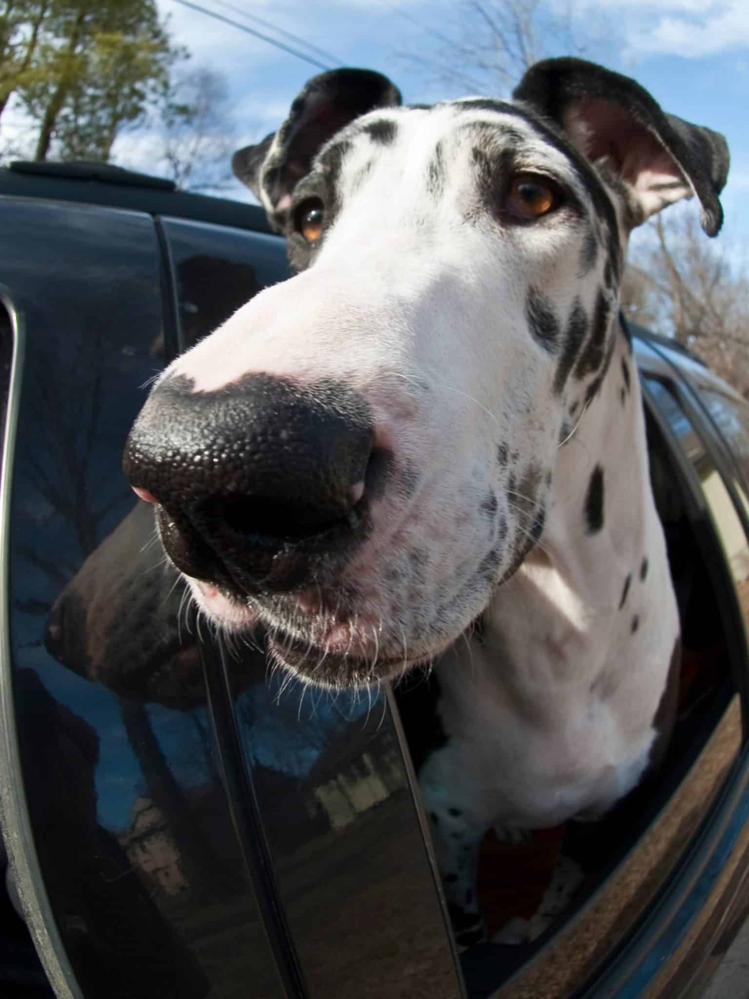 5 Best Toys for Great Danes Chew Proof and More Hello Danes