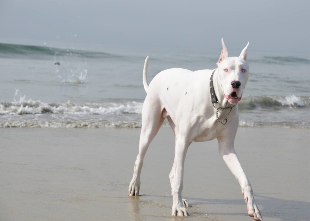 Great Dane Barking What to Do When Your Dog Won't Stop Making Noise