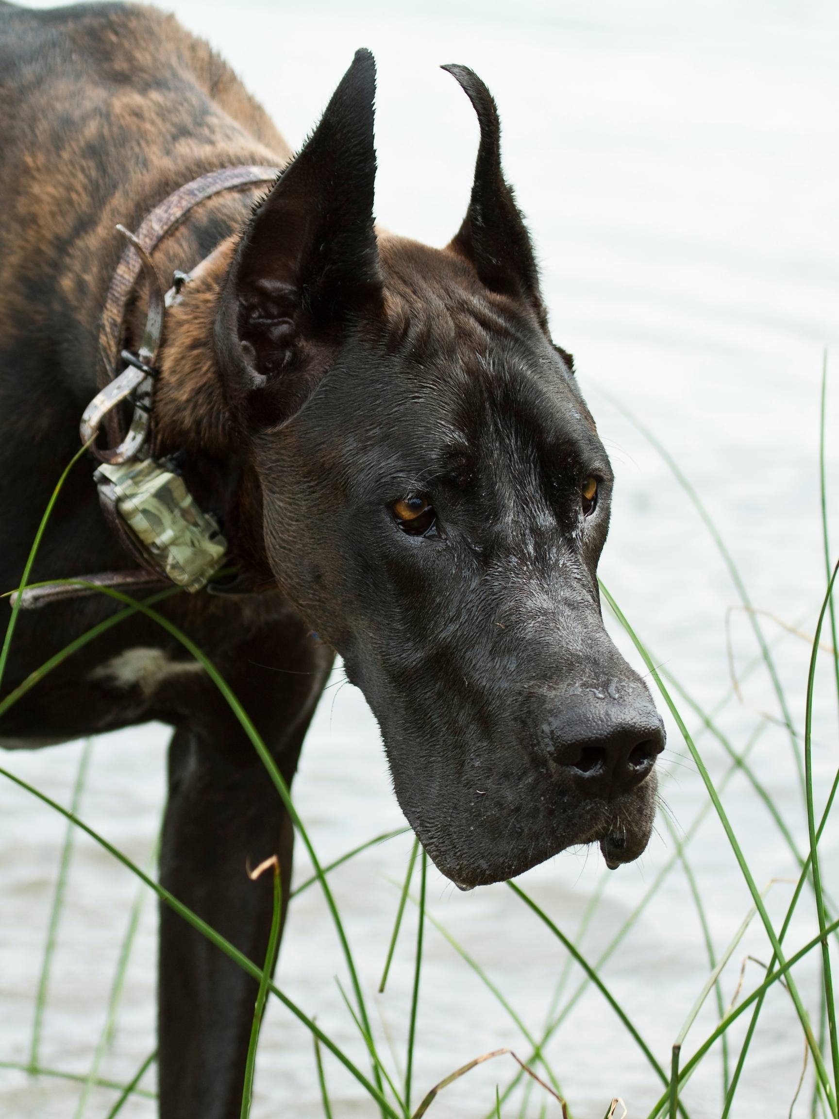 22+ Why Crop Great Dane Ears ConcettaTeo
