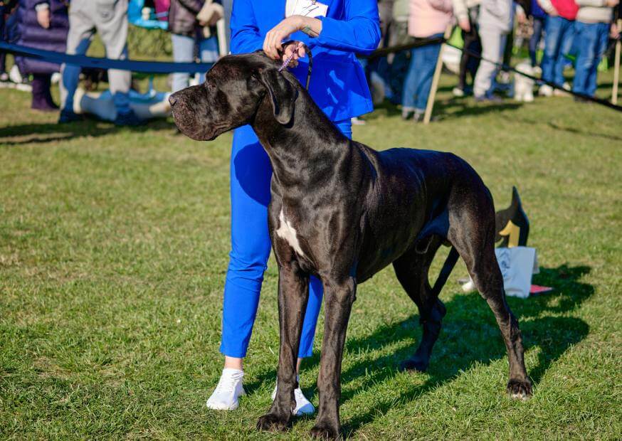 8 Great Dane Behavior Problems (and How to Fix Them) Hello Danes