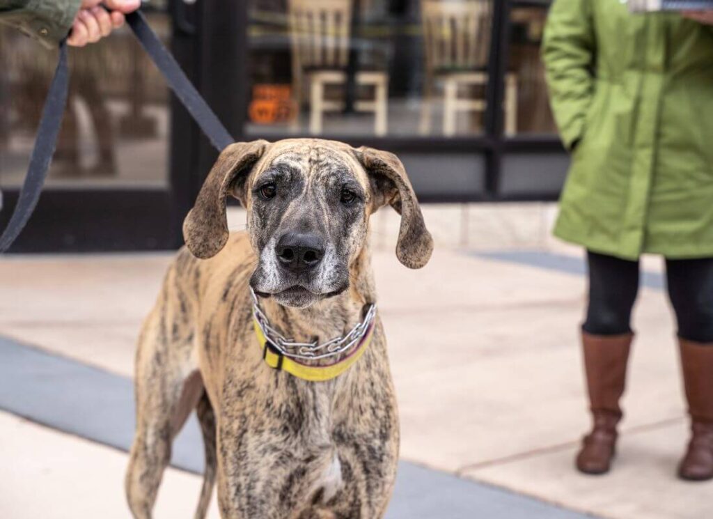 How to Stop Great Dane Puppy Biting Hello Danes