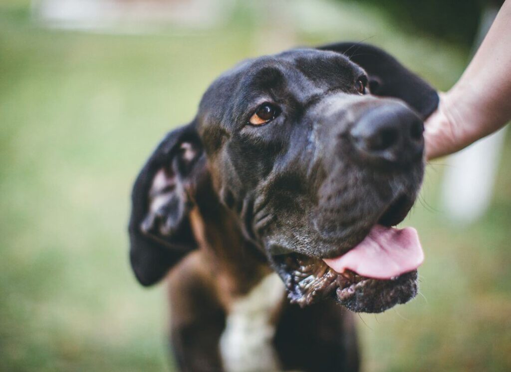 Best Training Treats for Great Dane Puppies Hello Danes