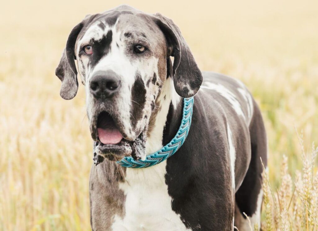 Do Great Dane Puppies Eyes Stay Blue