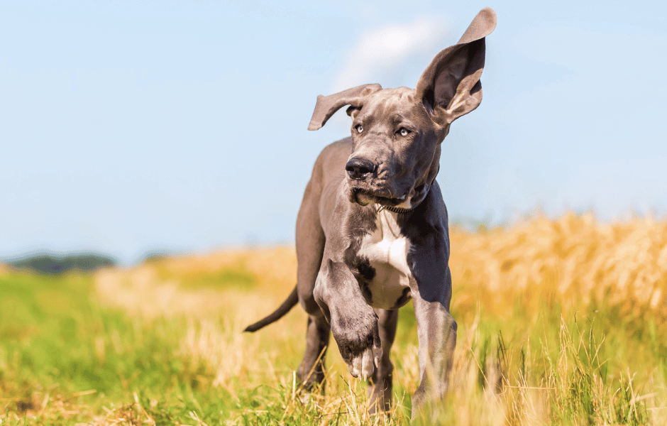 How to Stop Great Dane Puppy Biting Hello Danes