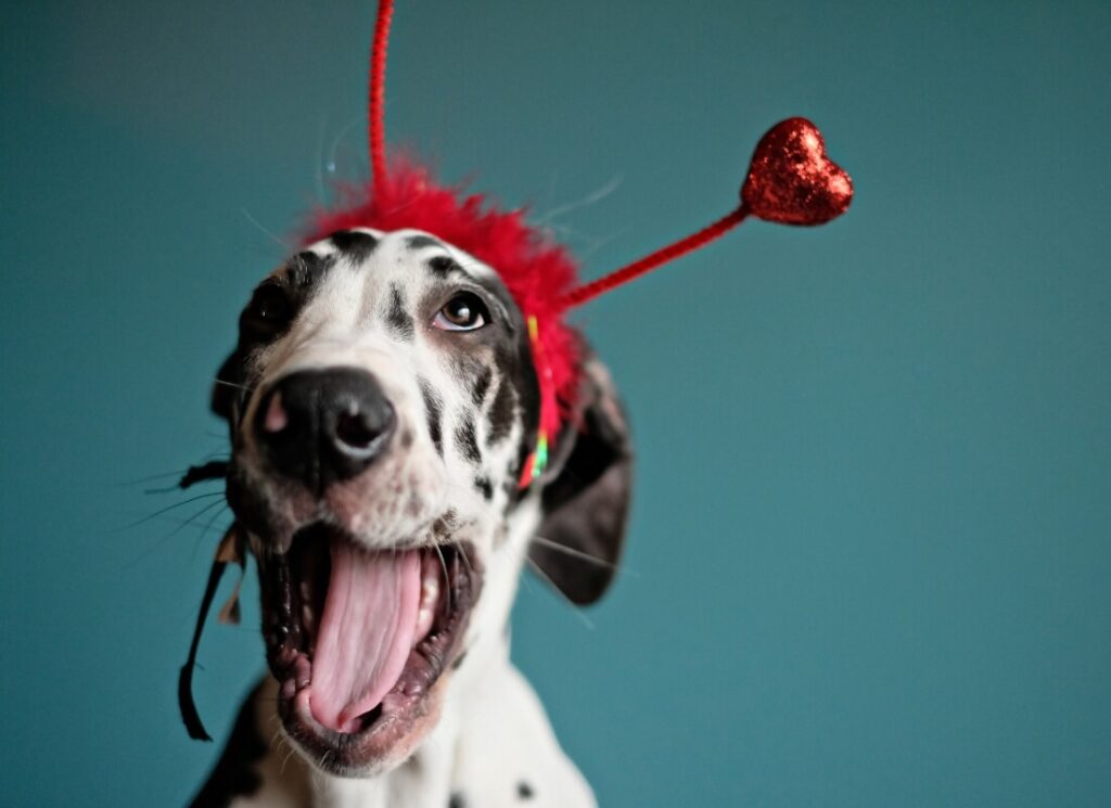 How to Stop Great Dane Puppy Biting Hello Danes