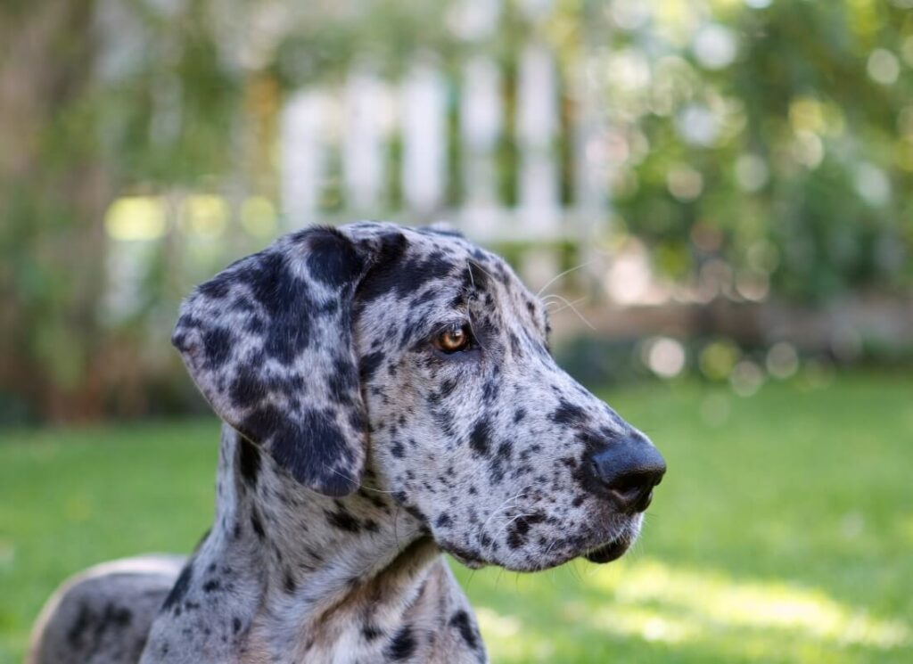 How to Stop Great Dane Puppy Biting Hello Danes