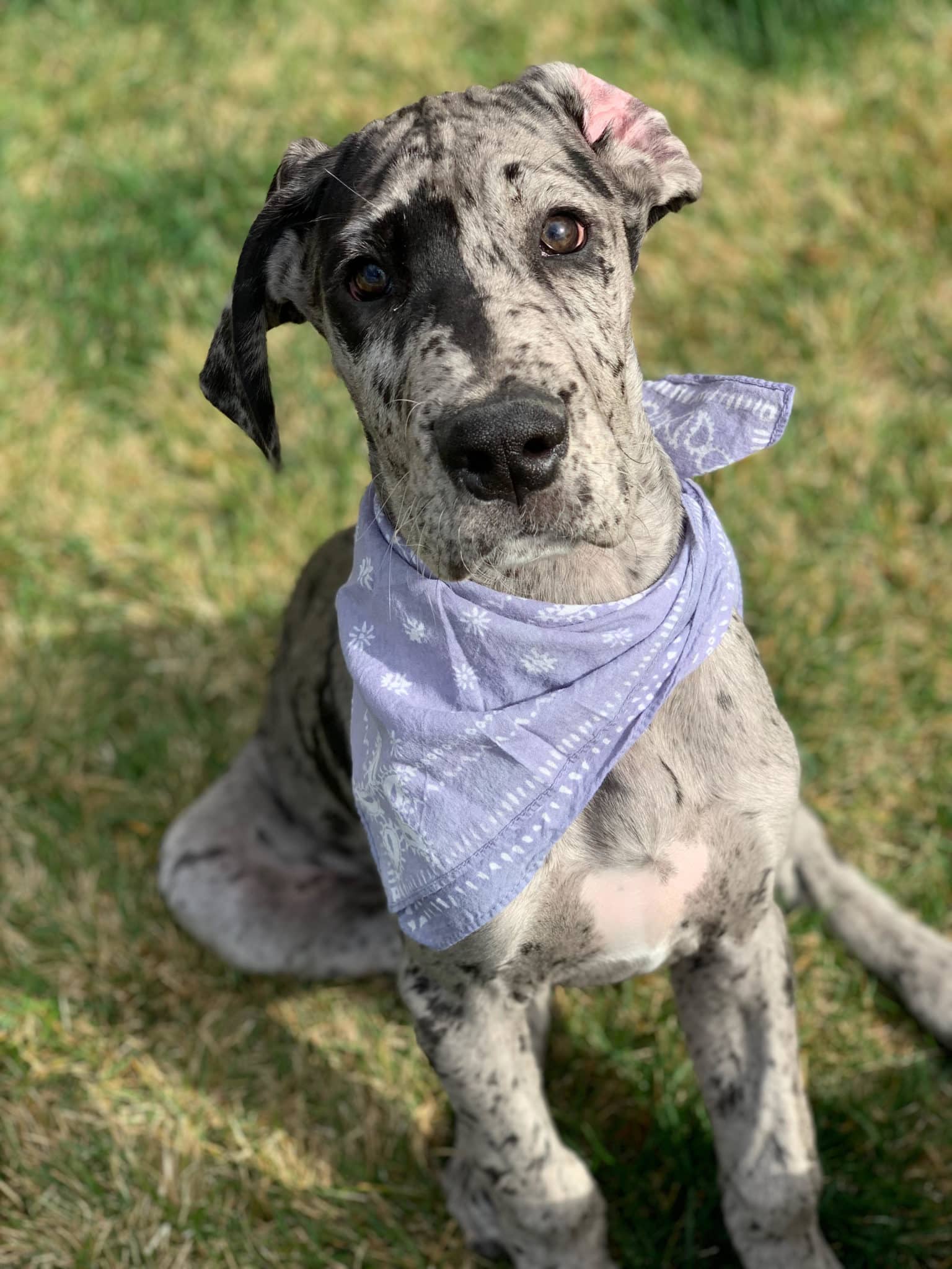 Can Dogs Take Human Antibiotics? When Human Medicine is Safe and When