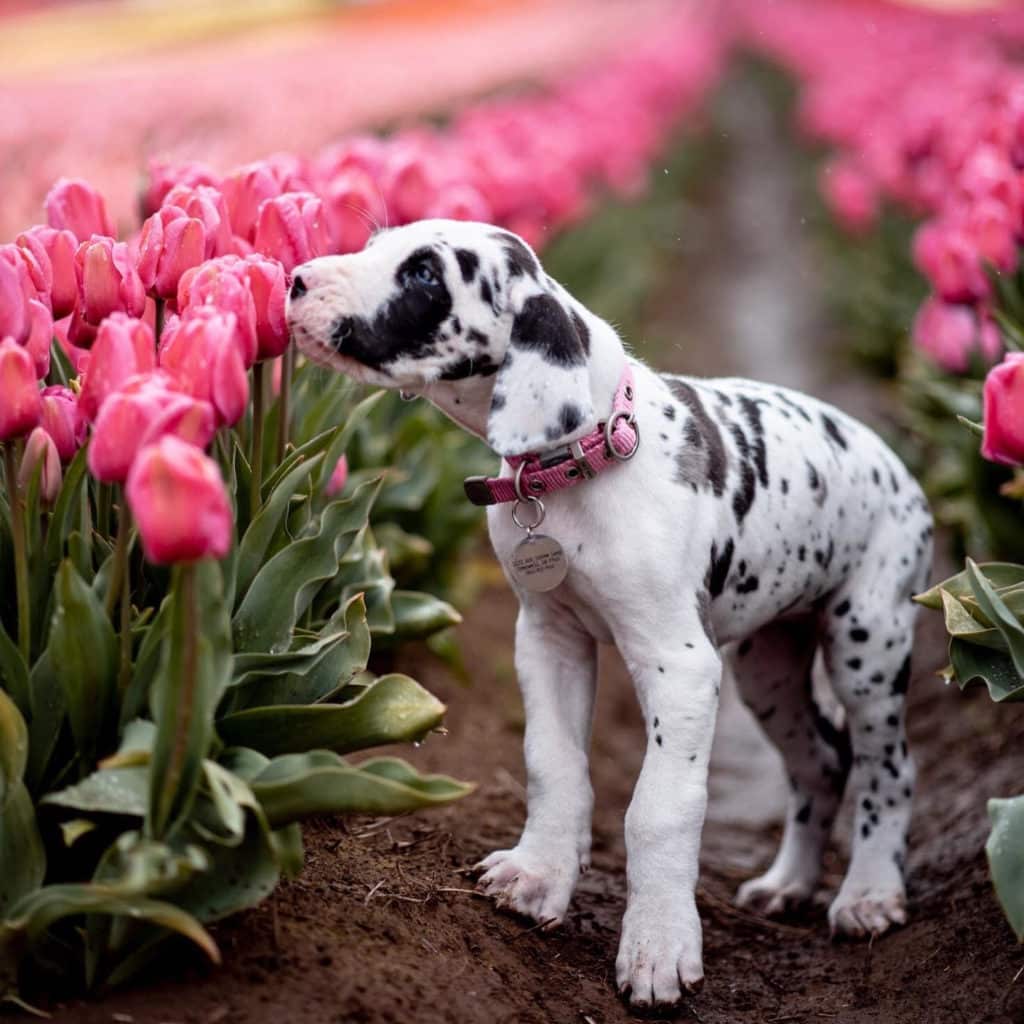 Great Dane Puppy Care 101 Hello Danes