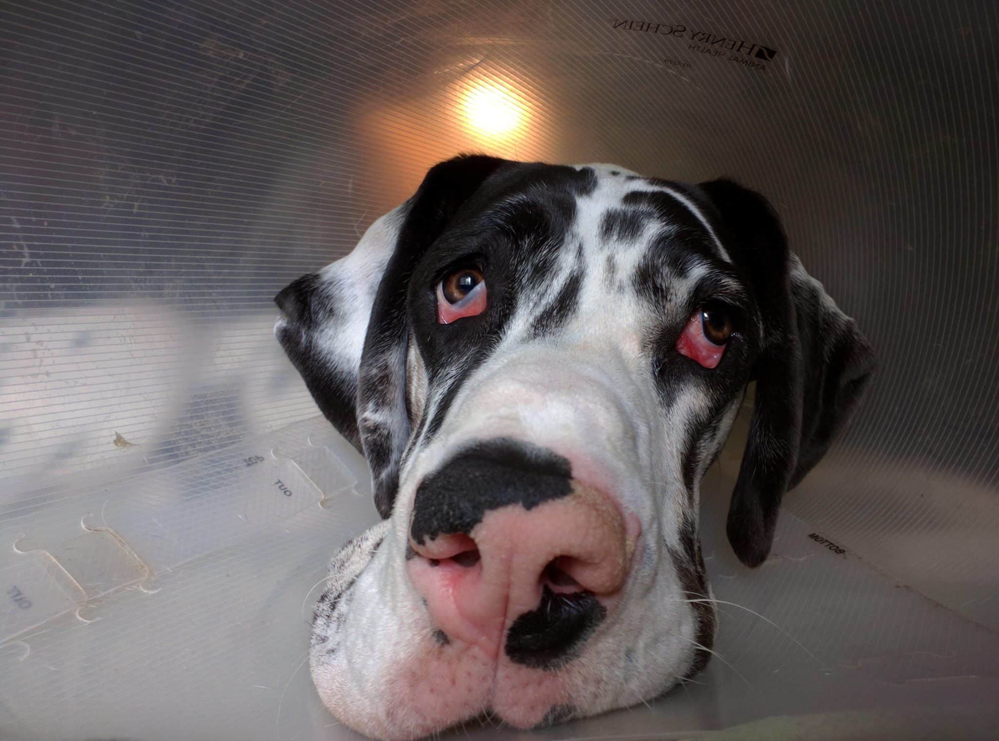 One Big Droopy Eyed Dog Eyelid Ectropion in a Dog's Eye Hello Danes