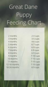 10 Steps to Caring for a Great Dane: Everything You Need to Know