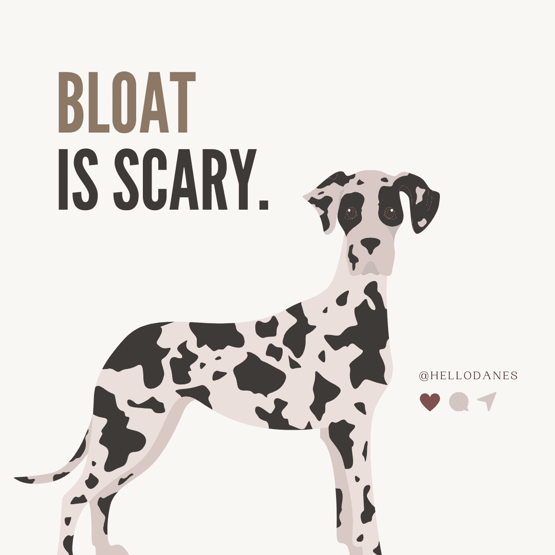 Dog Bloat and Torsion Is a Dog Stomach Flip Deadly? Hello Danes