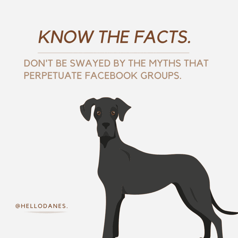 Dog Bloat and Torsion Is a Dog Stomach Flip Deadly? Hello Danes