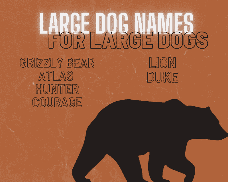 The Most Popular Big Dog Names Unique Names for Your Giant Dog Hello