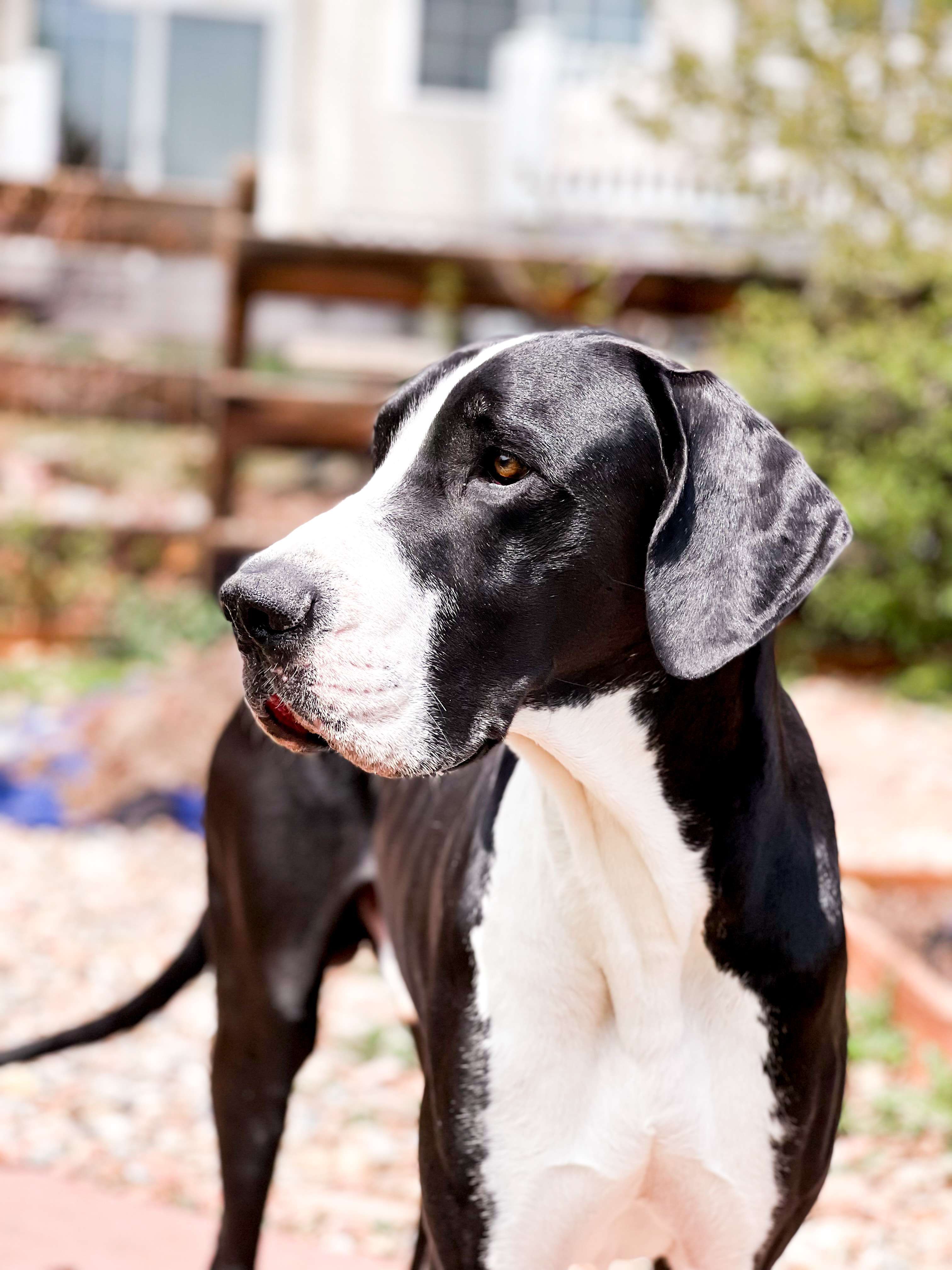 Whats The Best Dog Food For Great Dane Puppies