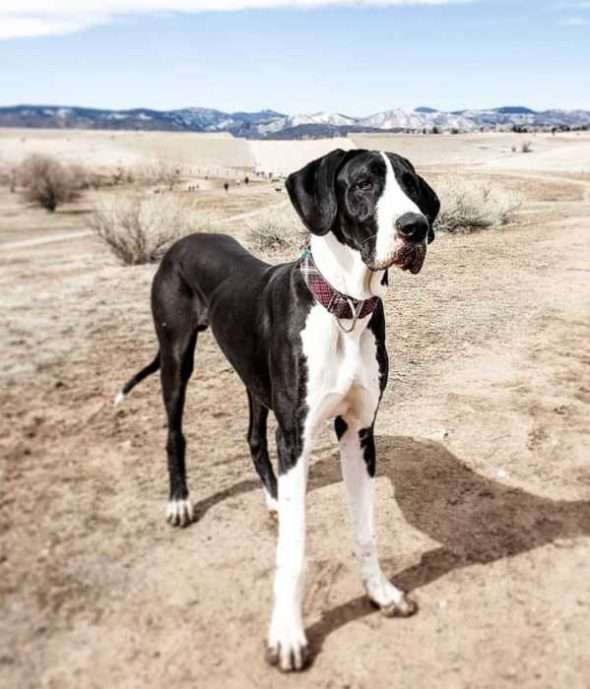 Why Does My Great Dane Look So Skinny? Hello Danes