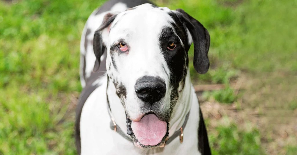 9 Things You Need to Know About the Great Dane Personality Hello Danes