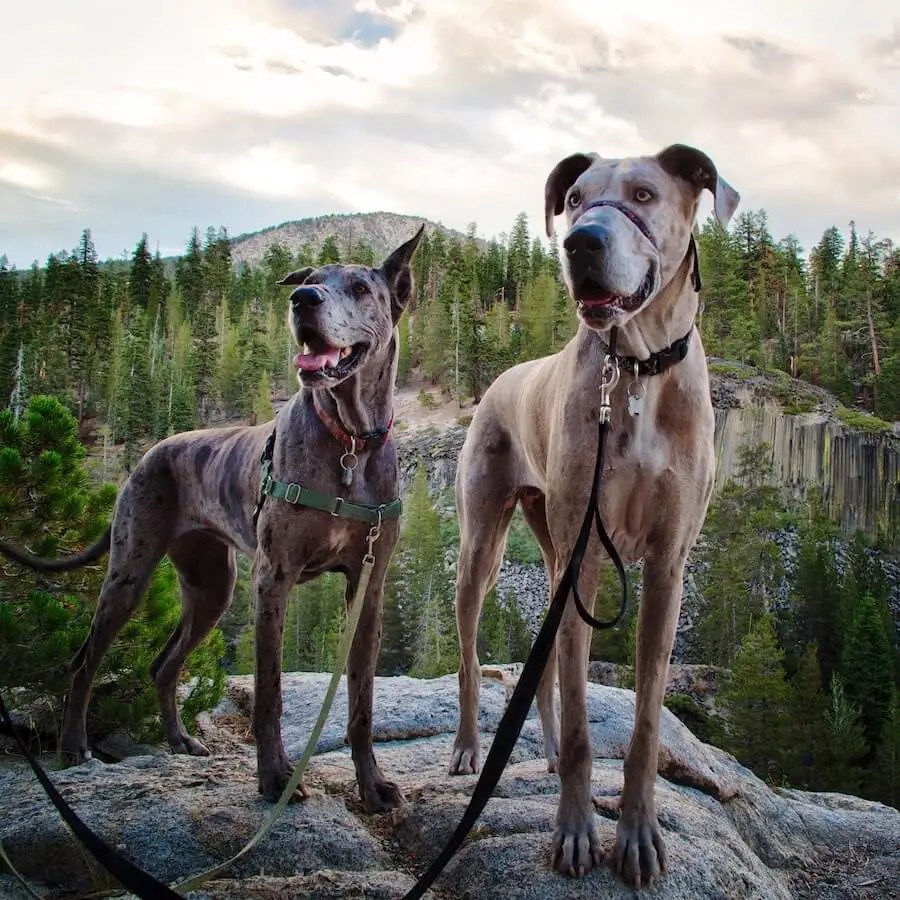 Hiking with a Great Dane Hello Danes