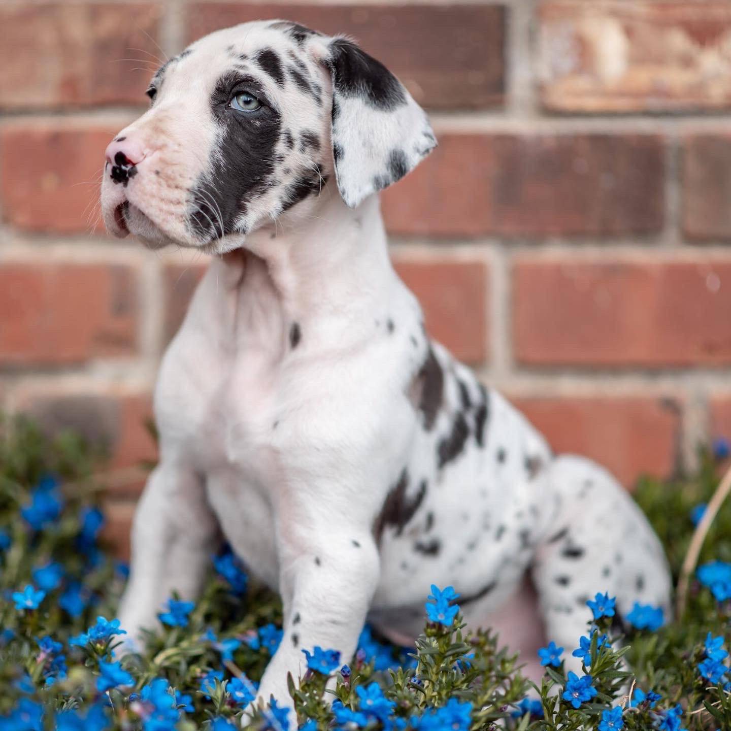 Potty Training Great Dane Puppies Hello Danes