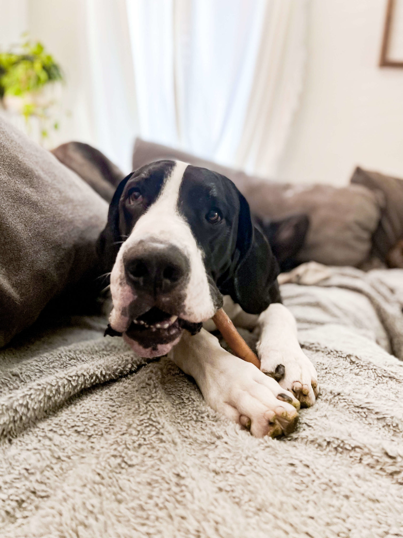 How to Care for a Great Dane puppy Hello Danes