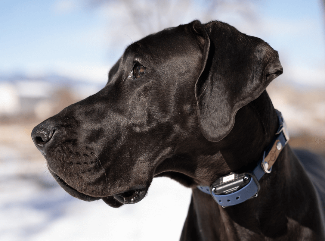 5 Dog Food Marketing Gimmicks You Should Know About Hello Danes