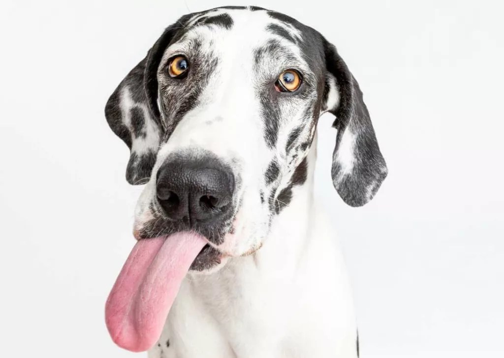 Life's Abundance Dog Food Review for Great Danes Hello Danes
