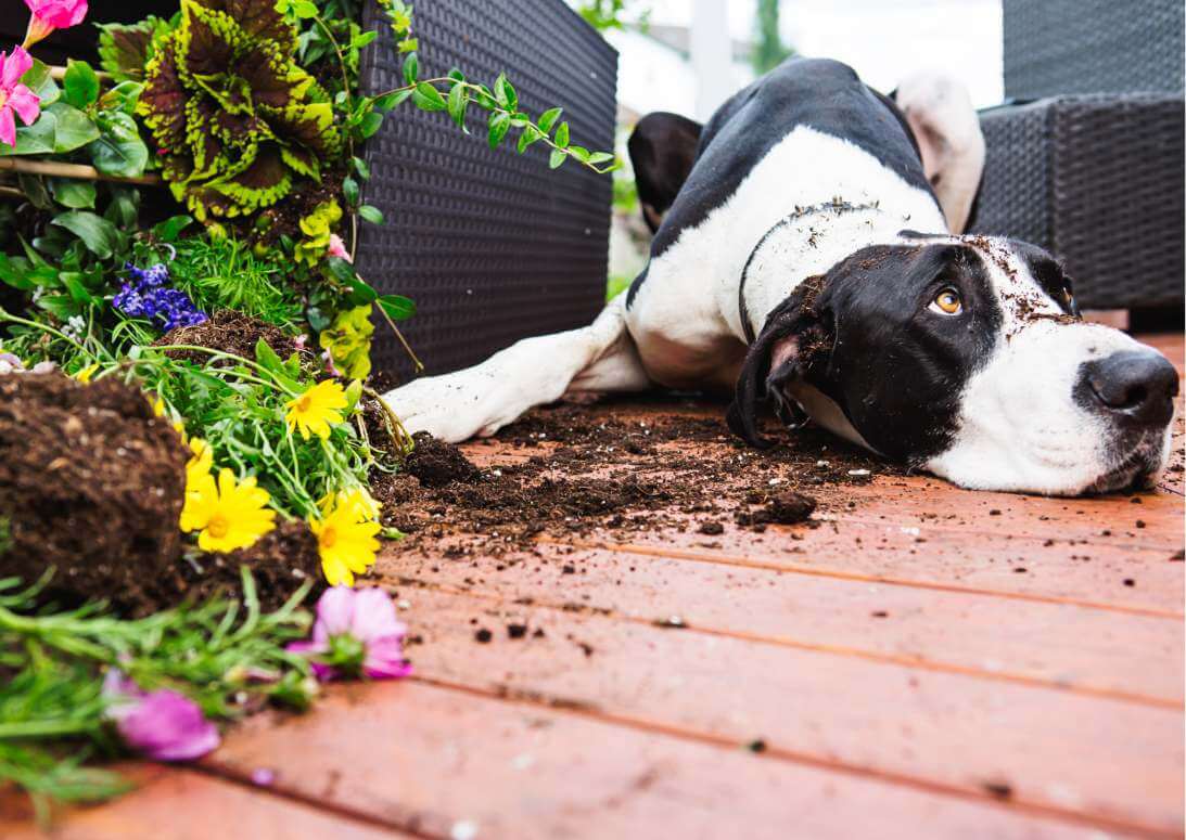 8 Great Dane Behavior Problems (and How to Fix Them) Hello Danes
