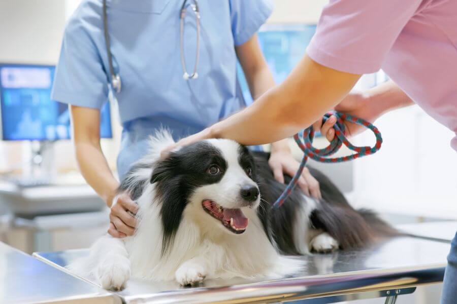 Keto Natural Pet Foods vs. Hill's Science Diet Lawsuit Hello Danes