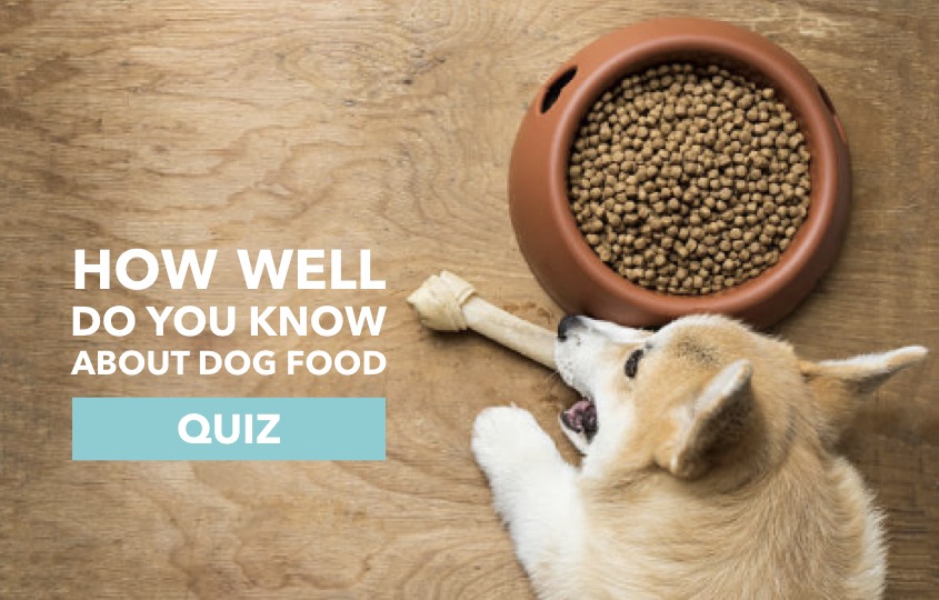 [Quiz] How well do you know about dog food and nutrition? hellodog